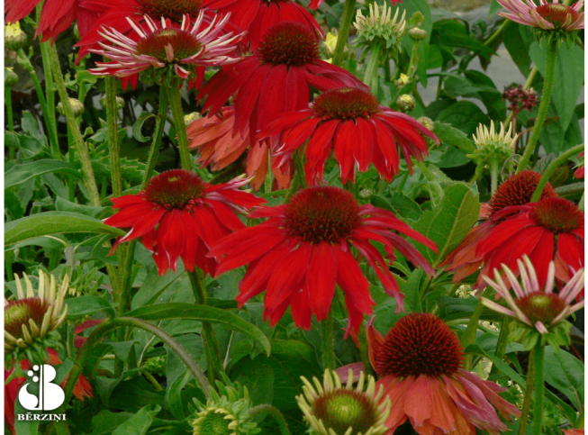 Echinacea   SOMBRERO SALSA RED = 'Balsomsed'